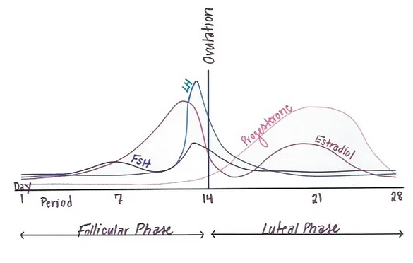 The Cycle